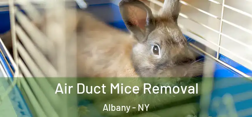 Air Duct Mice Removal Albany - NY