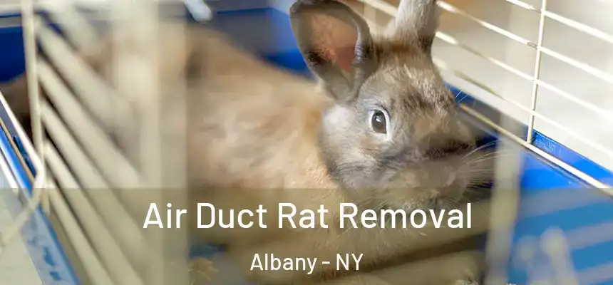  Air Duct Rat Removal Albany - NY